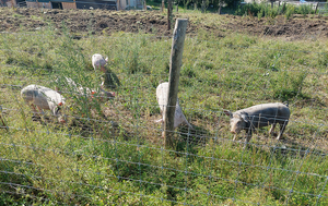 schweine_open_air_03.jpg  