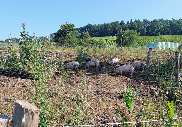 schweine_open_air_01.jpg  