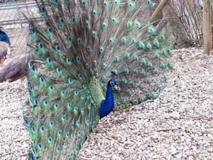 pfau_05.jpg  