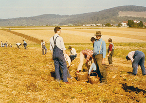 Macht_Landwirtschaft_Phof_02.jpg  